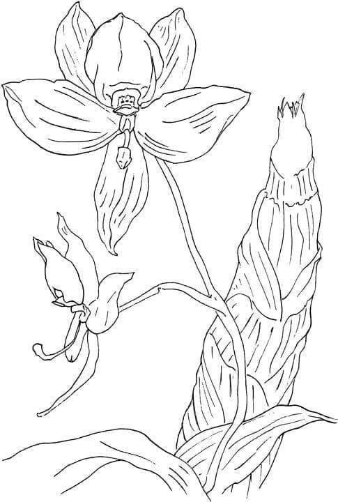 Kolorowanka Łatwa orchidea
