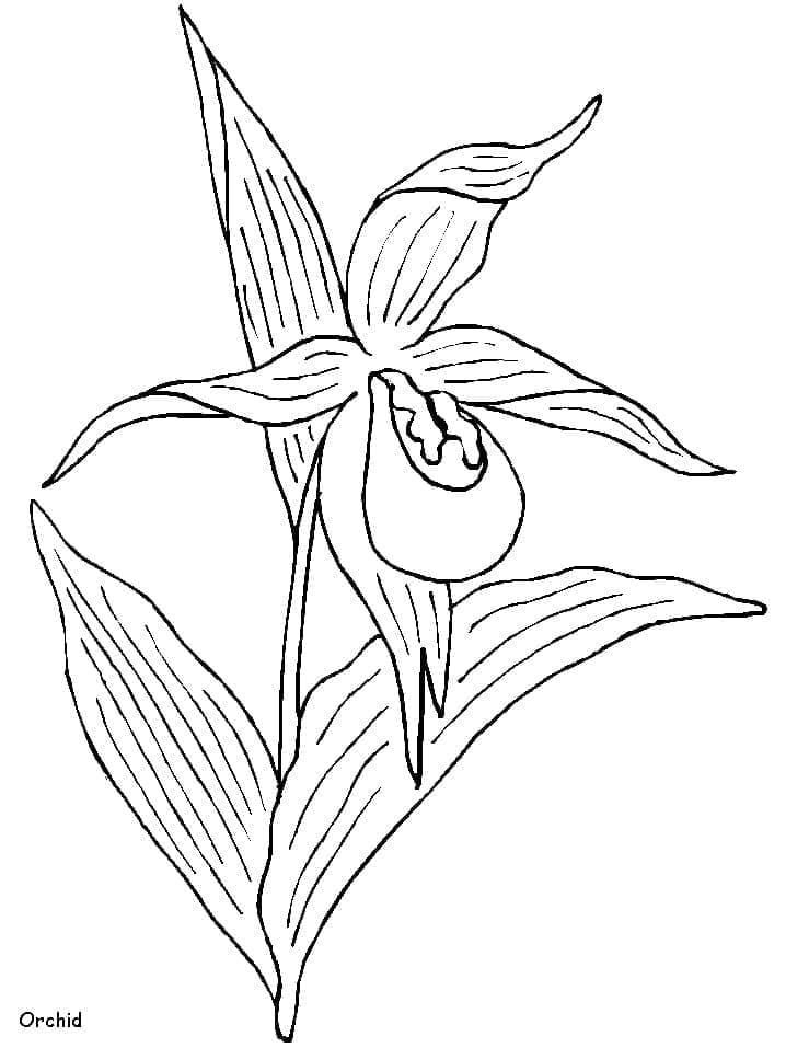 Kolorowanka Normalna orchidea