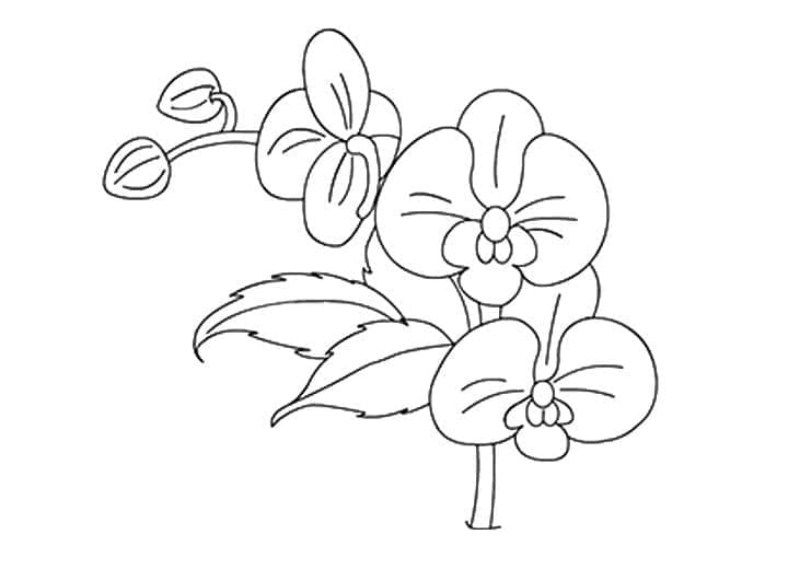 Kolorowanka Obraz konturowy kwiatu orchidei