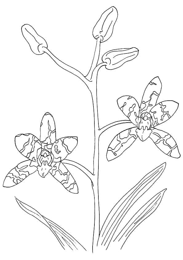 Kolorowanka Orchidea dla dzieci za darmo