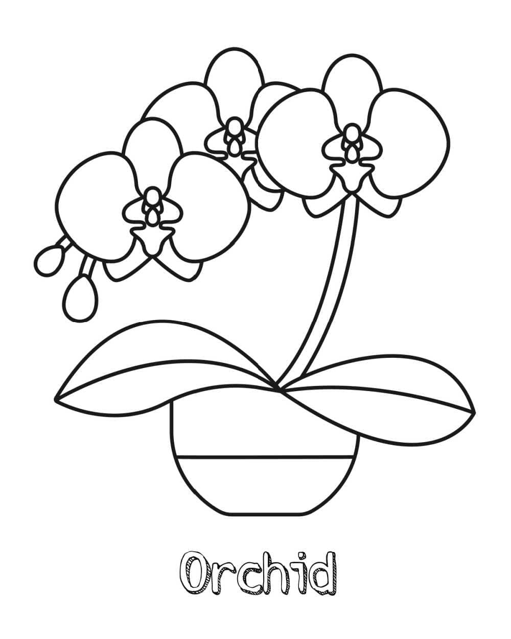 Kolorowanka Orchidea do druku