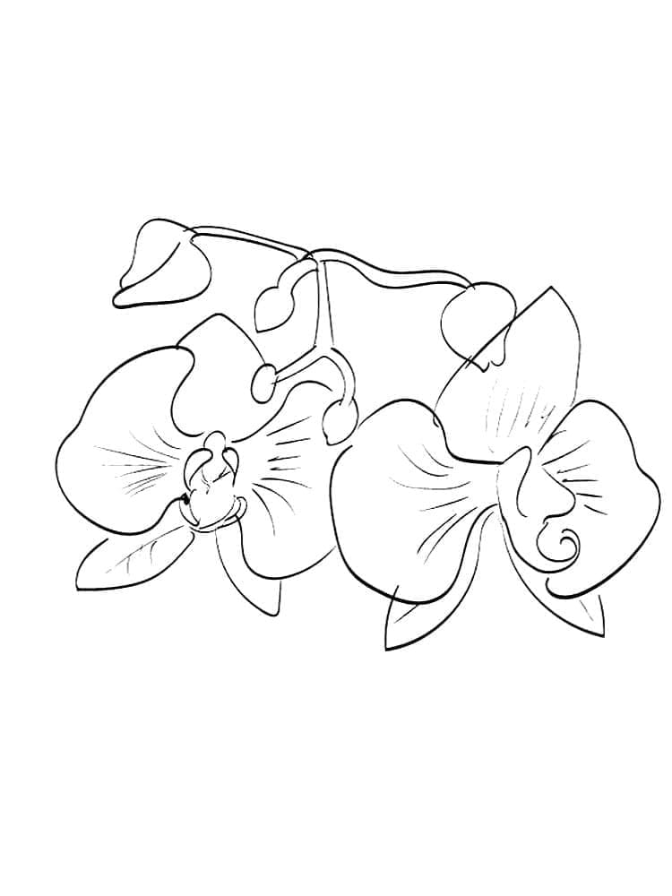 Kolorowanka Orchidea do wydrukowania