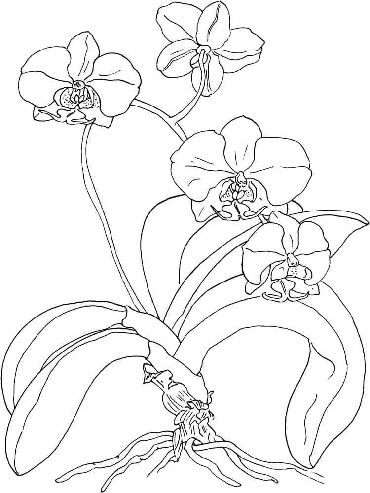 Kolorowanka Piękna orchidea