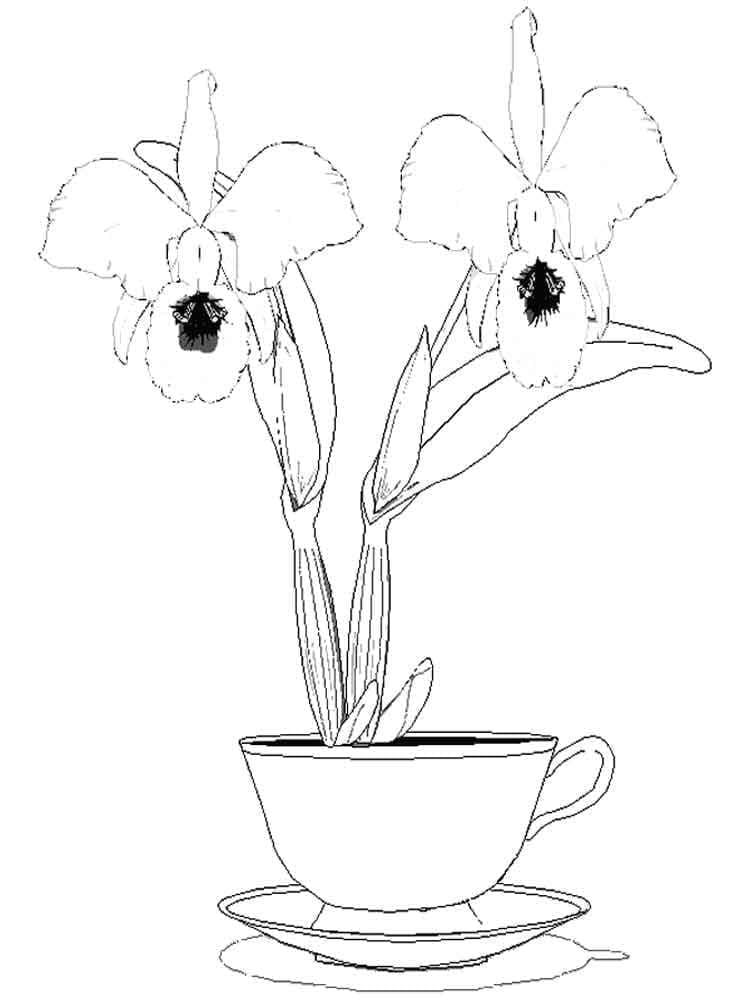 Kolorowanka Urocza orchidea