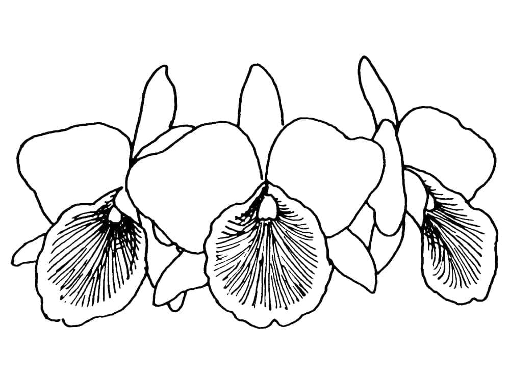 Kolorowanka Zarys orchidei