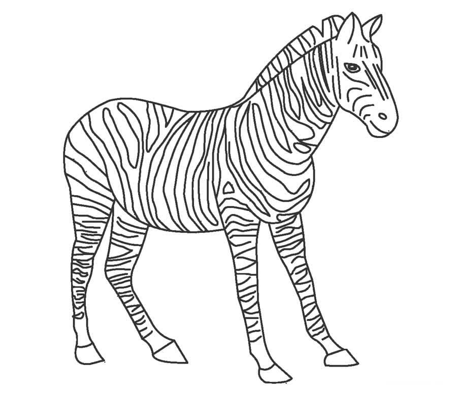 Kolorowanki Niesamowita zebra