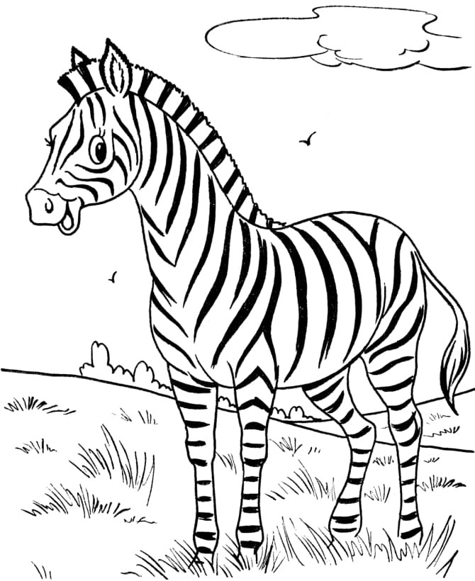 Kolorowanki Podstawowa zebra