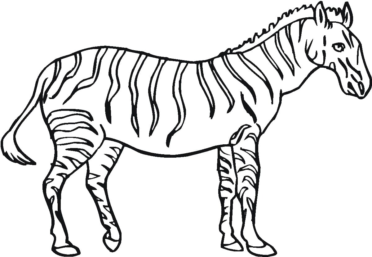 Kolorowanka Wielka Zebra