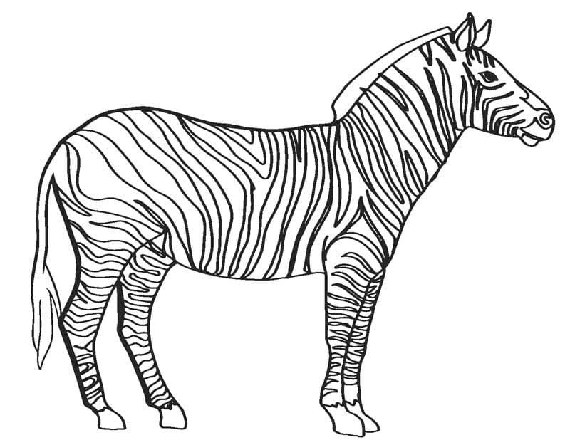 Kolorowanki Zebra stojąca