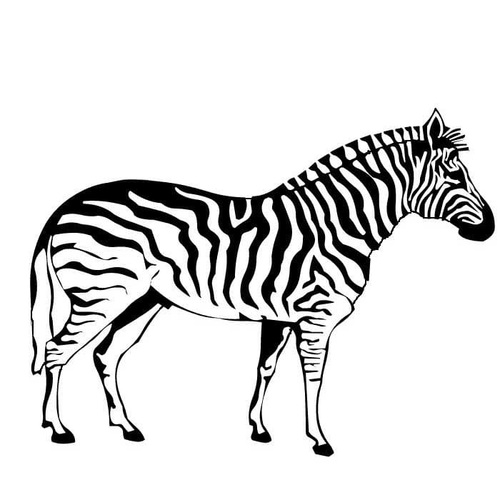 Kolorowanki zwykła zebra