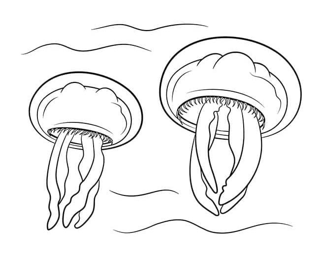 Kolorowanka Dwie meduza
