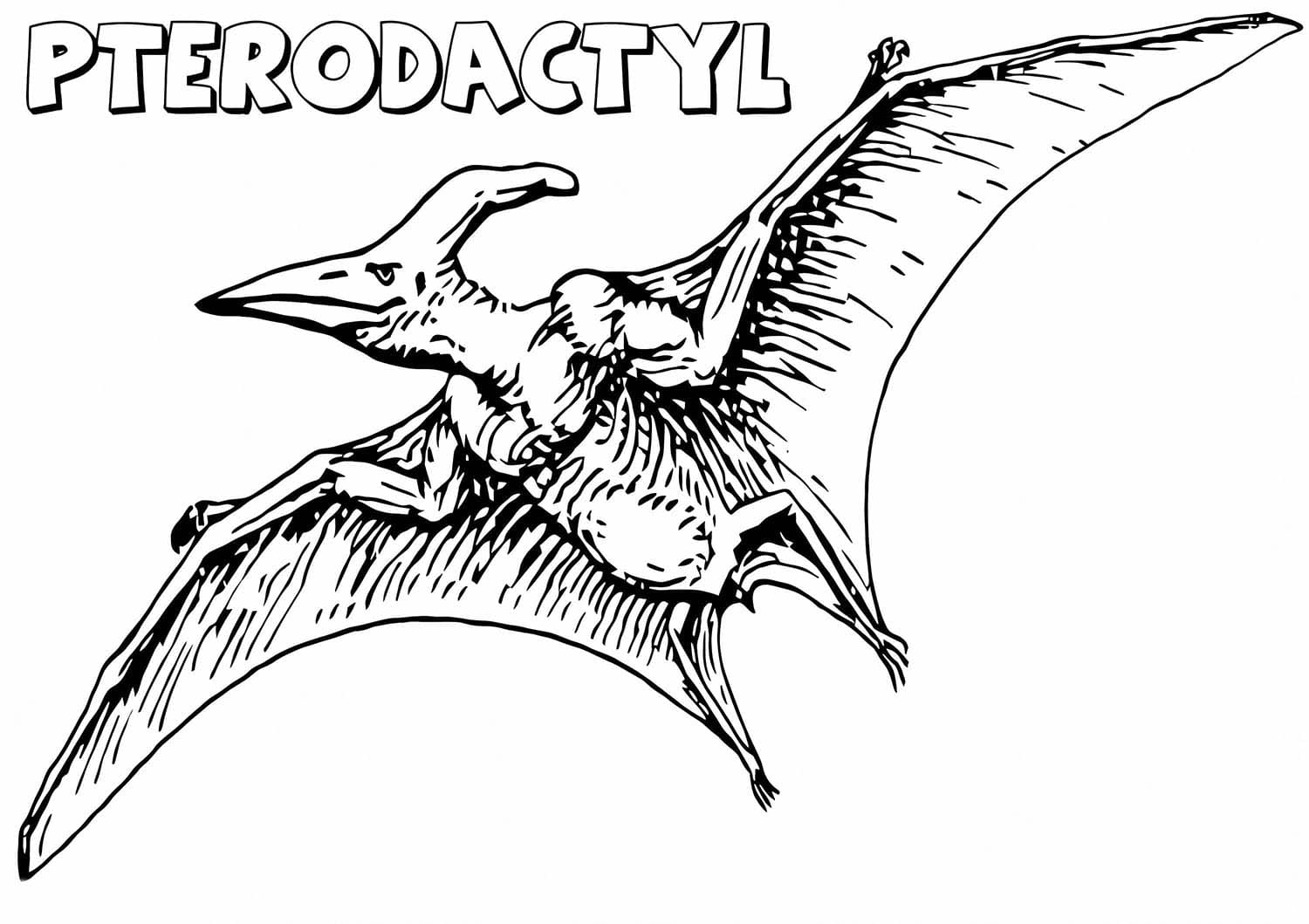 Kolorowanka Obraz Pterodaktyl podstawowy