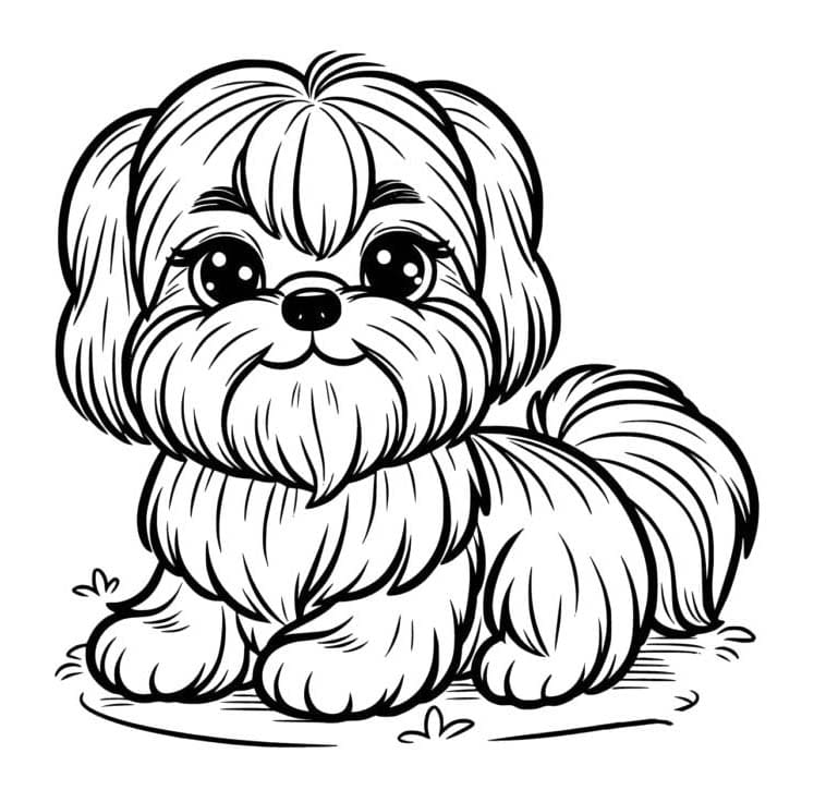 Kolorowanka Rysować Shih tzu 1