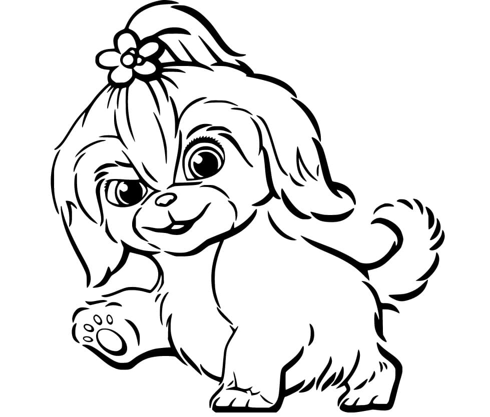 Kolorowanka Rysować Shih tzu 2