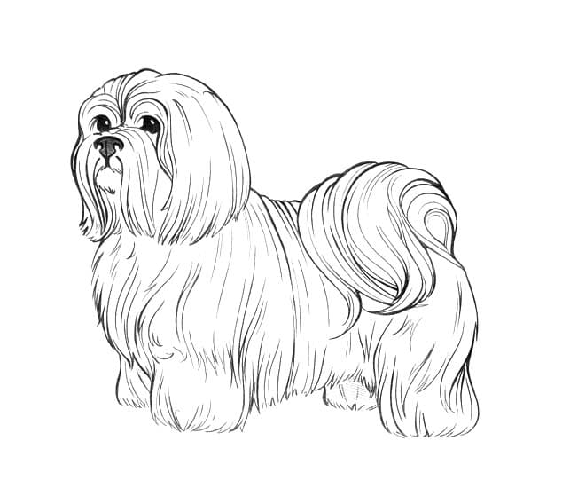 Kolorowanka Rysować Shih tzu 3