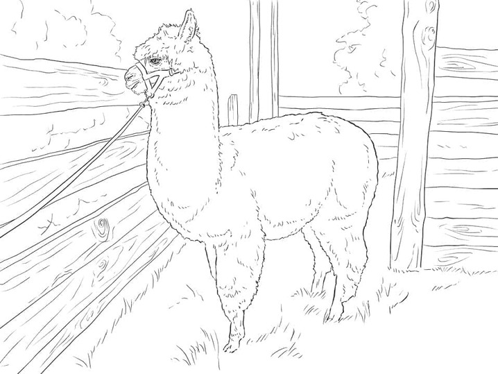 Kolorowanka Alpaka do druku dla dzieci