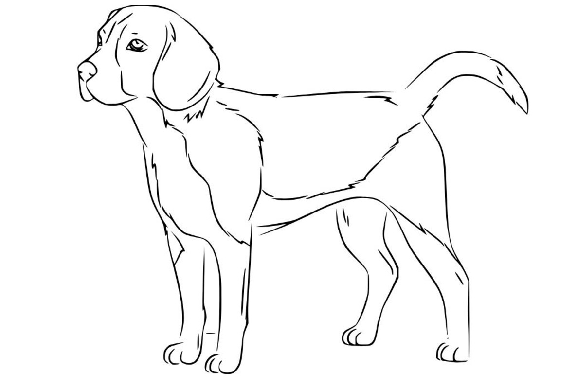 Kolorowanka Beagle naszkicować