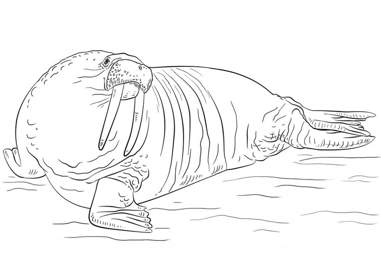 Kolorowanka Mors do druku