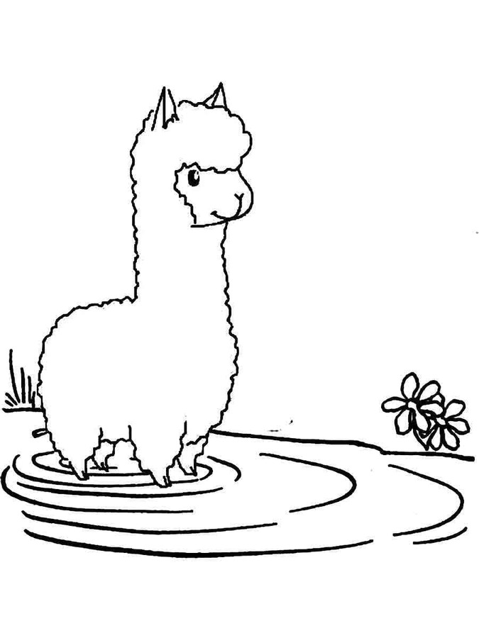 Kolorowanka Narysuj Alpaka bezpłatna podstawowy