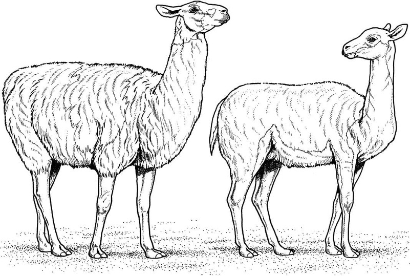 Kolorowanka Narysuj Alpaka do druku dla dzieci
