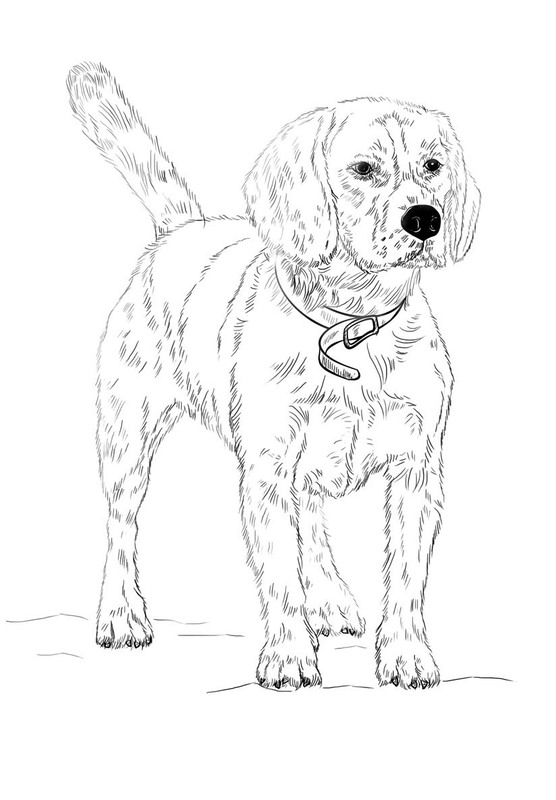 Kolorowanka Narysuj Beagle prosty
