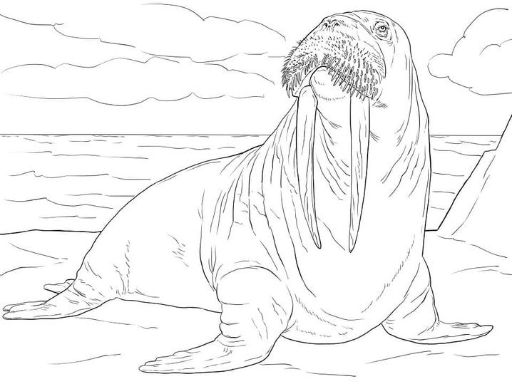 Kolorowanka Narysuj Mors 4