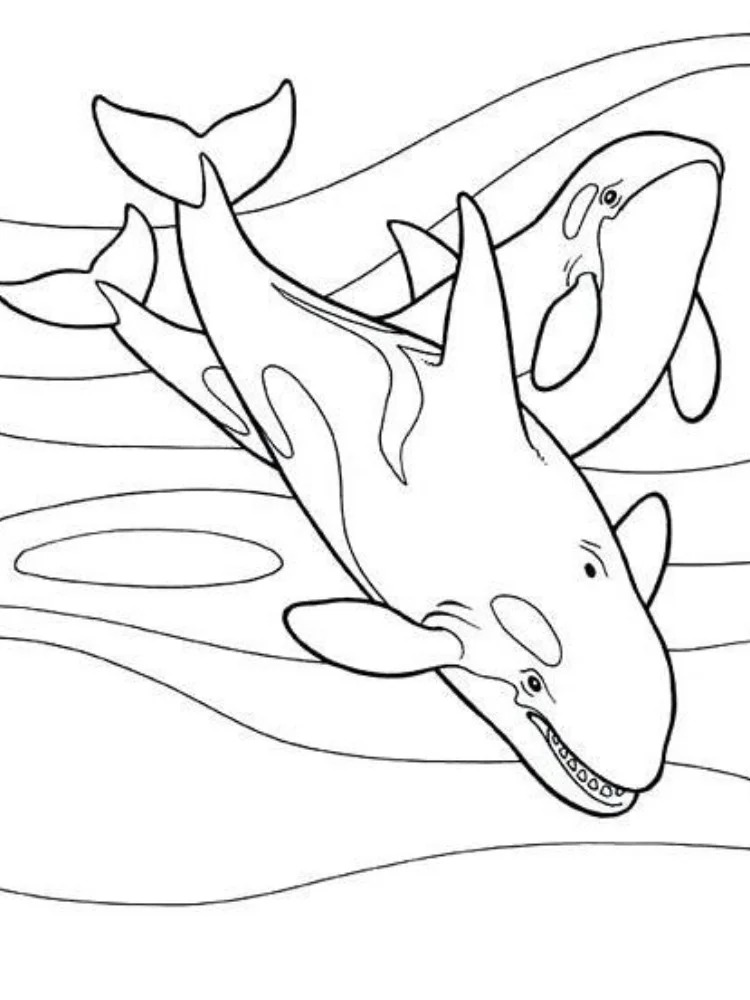 Kolorowanka Narysuj Orka 6