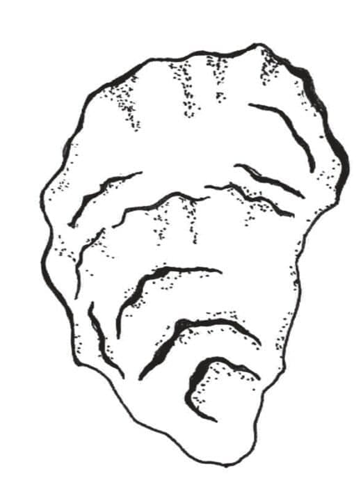 Kolorowanka Narysuj Ostryga do druku dla dzieci