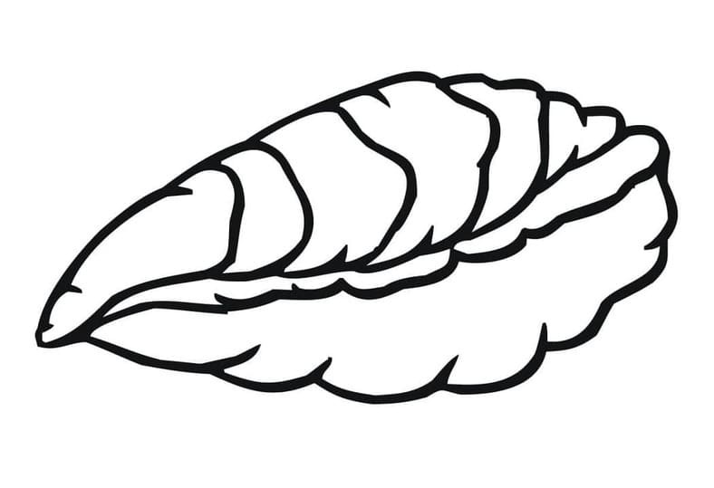 Kolorowanka Ostryga do druku dla dzieci