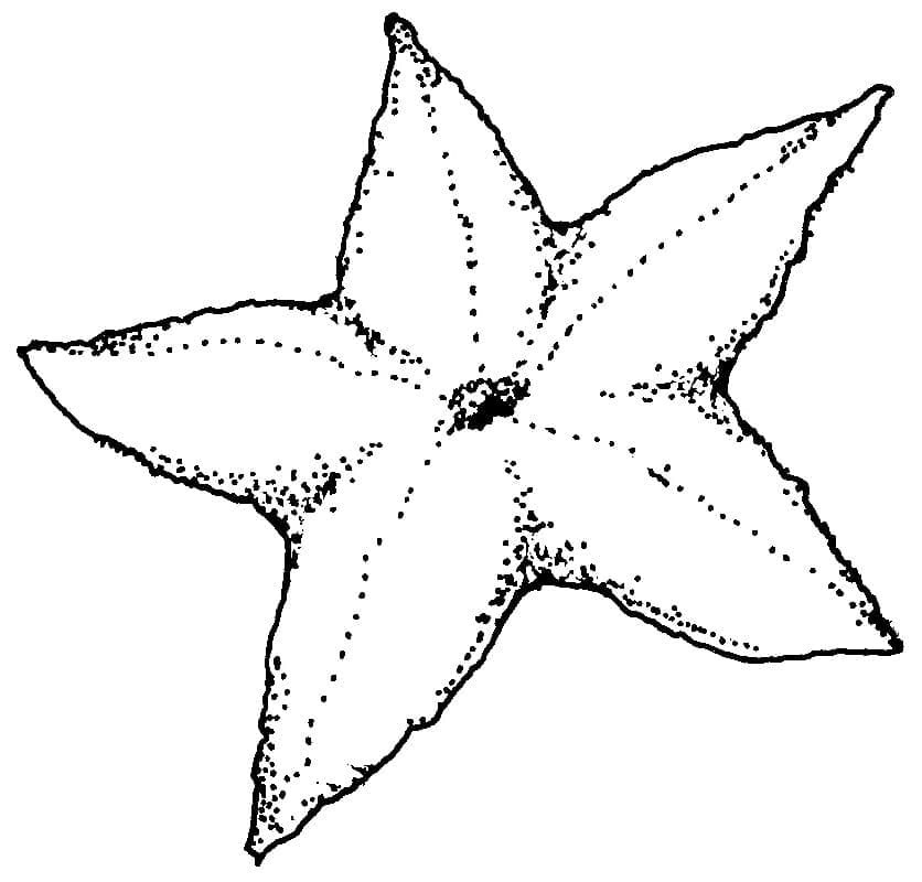 Kolorowanka Rozgwiazda podstawowa do druku