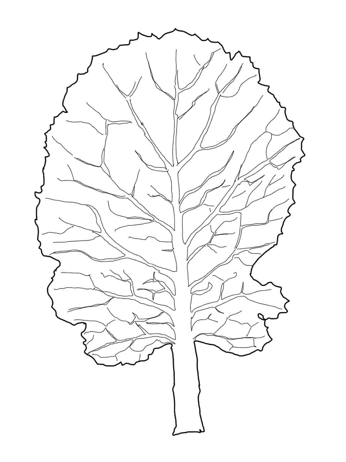 Kolorowanka Kapusta bezpłatny