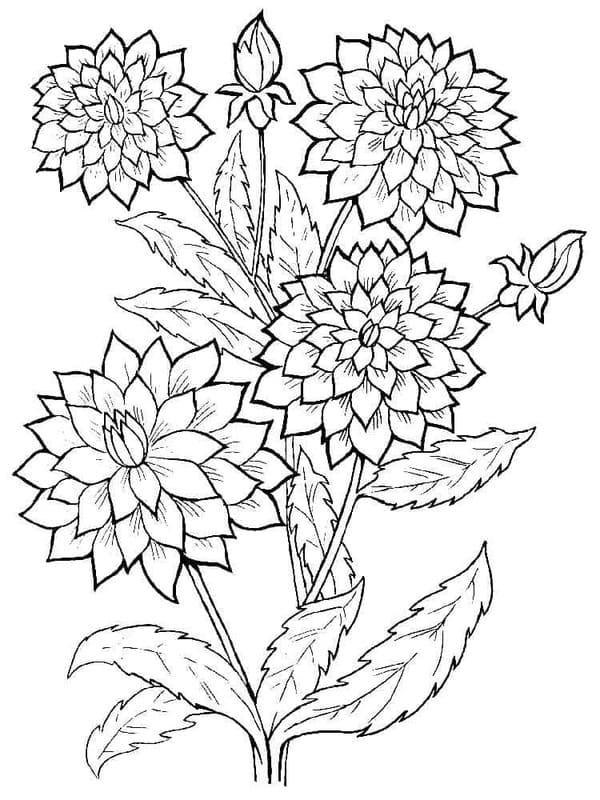 Kolorowanka Narysuj Dalia bezpłatna łatwy