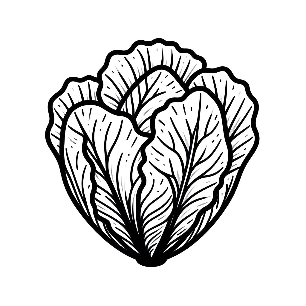 Kolorowanka Narysuj Kapusta 5