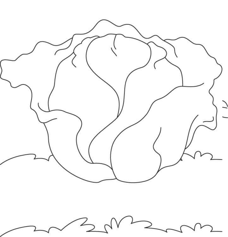 Kolorowanka Narysuj Kapusta bezpłatna łatwy