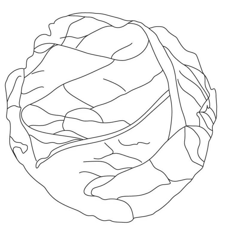 Kolorowanka Narysuj Kapusta bezpłatna podstawowy