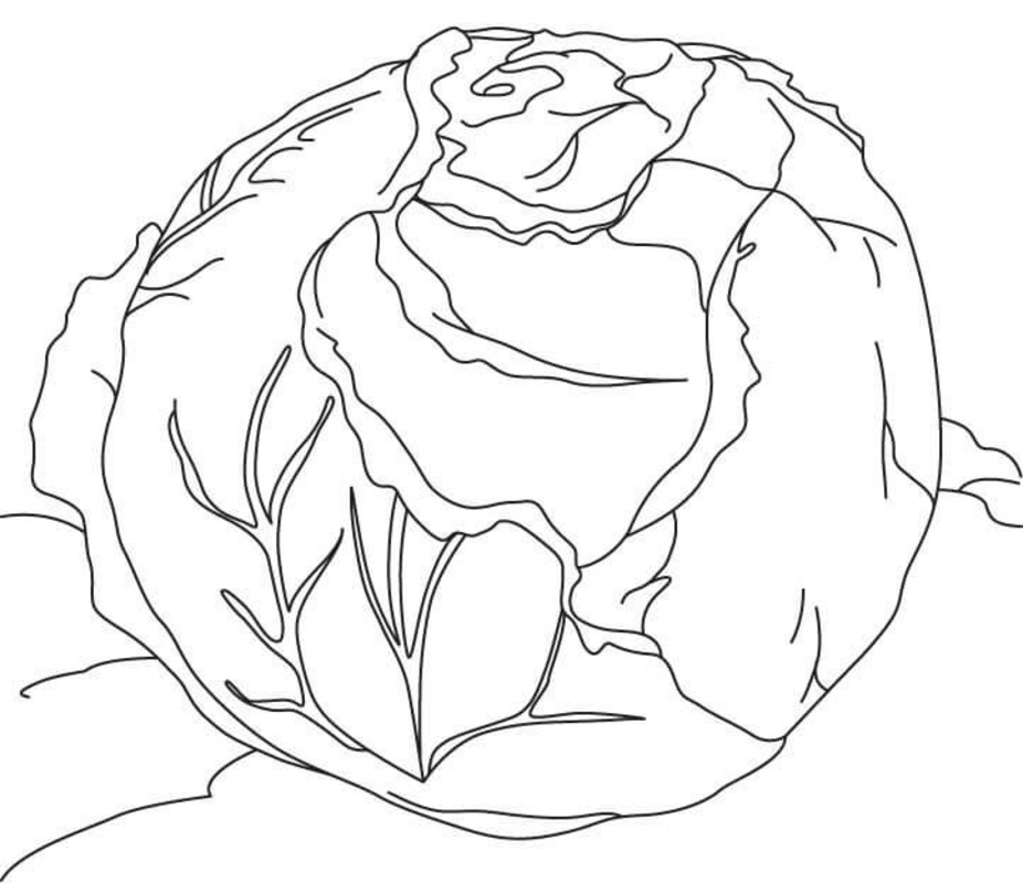 Kolorowanka Narysuj Kapusta bezpłatnie dla dzieci
