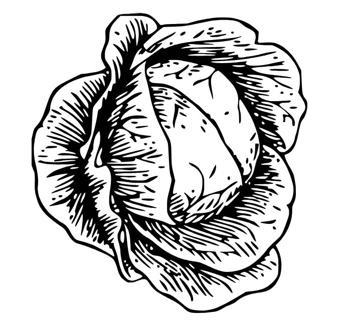 Kolorowanka Narysuj Kapusta naszkicować