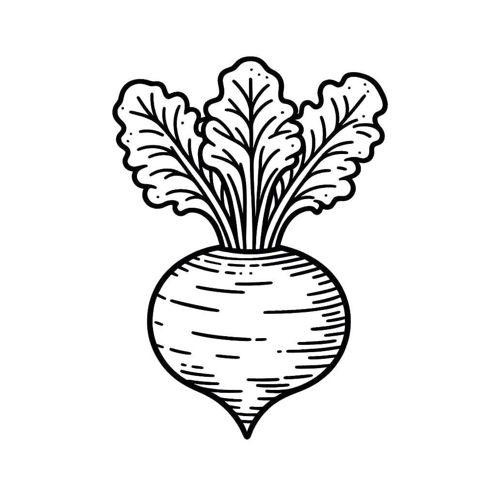 Kolorowanka Narysuj Rzepa bezpłatna podstawowy do druku