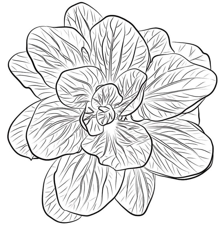 Kolorowanka Narysuj Szpinak bezpłatna łatwy