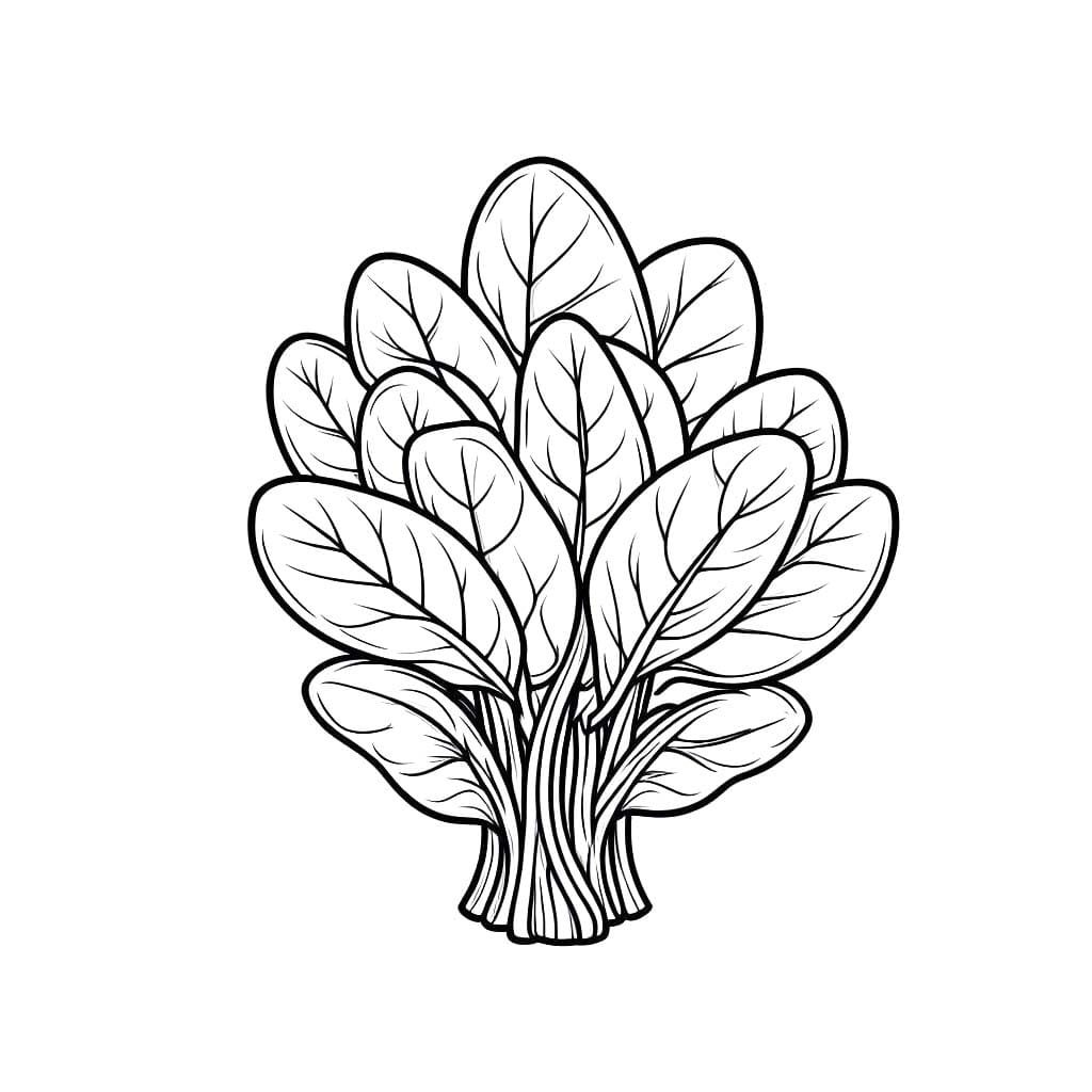 Kolorowanka Narysuj Szpinak bezpłatna podstawowy