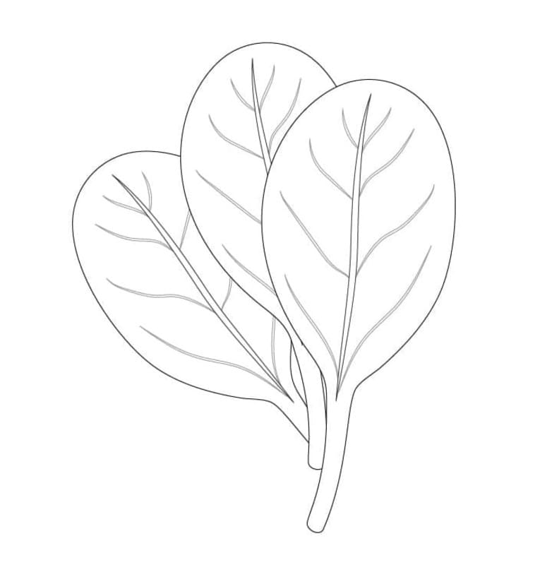 Kolorowanka Narysuj Szpinak podstawowy do druku