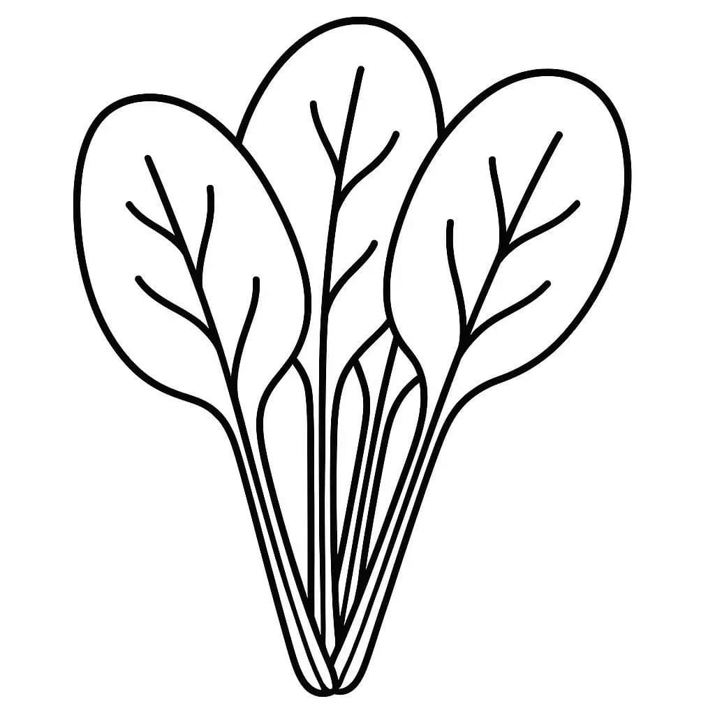 Kolorowanka Narysuj Szpinak podstawowy