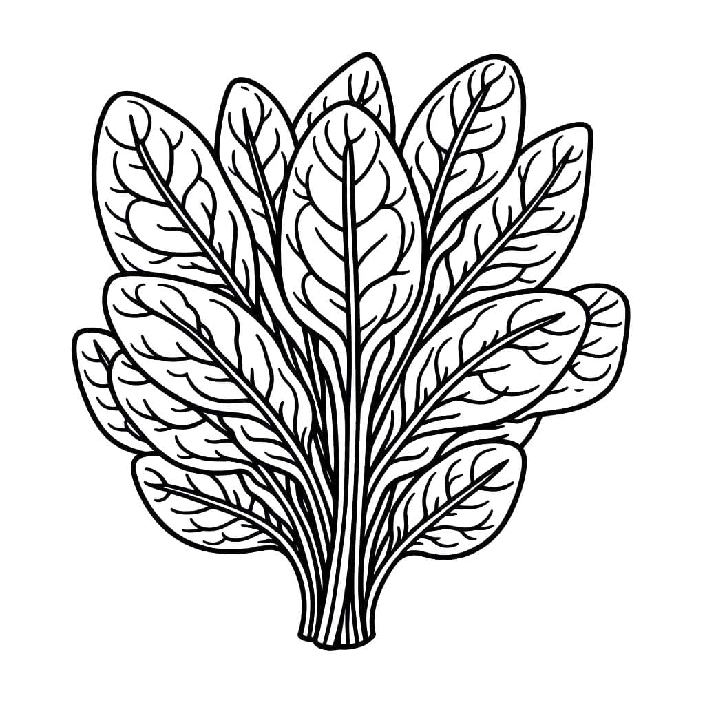Kolorowanka Szpinak 8