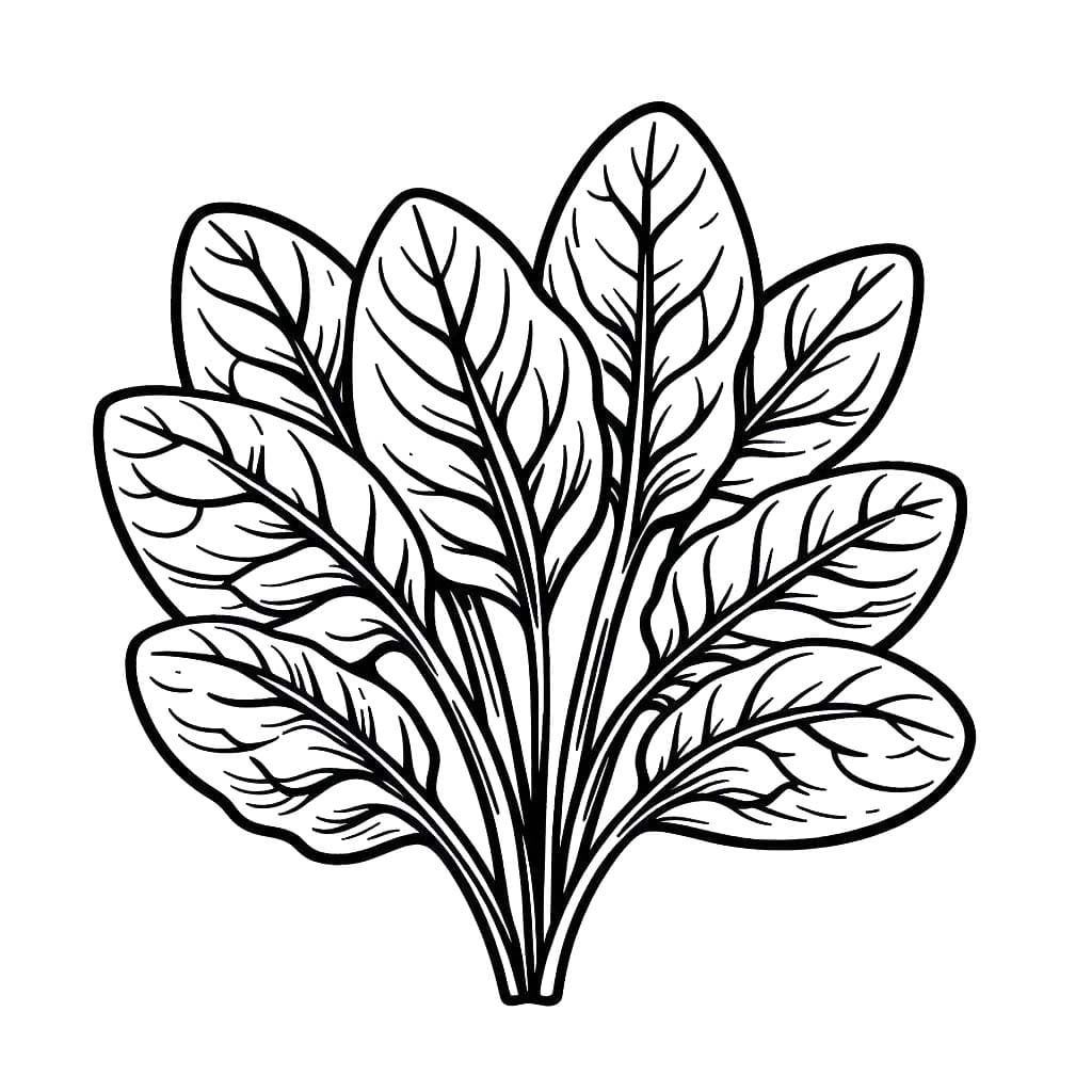 Kolorowanka Szpinak bezpłatnie dla dzieci