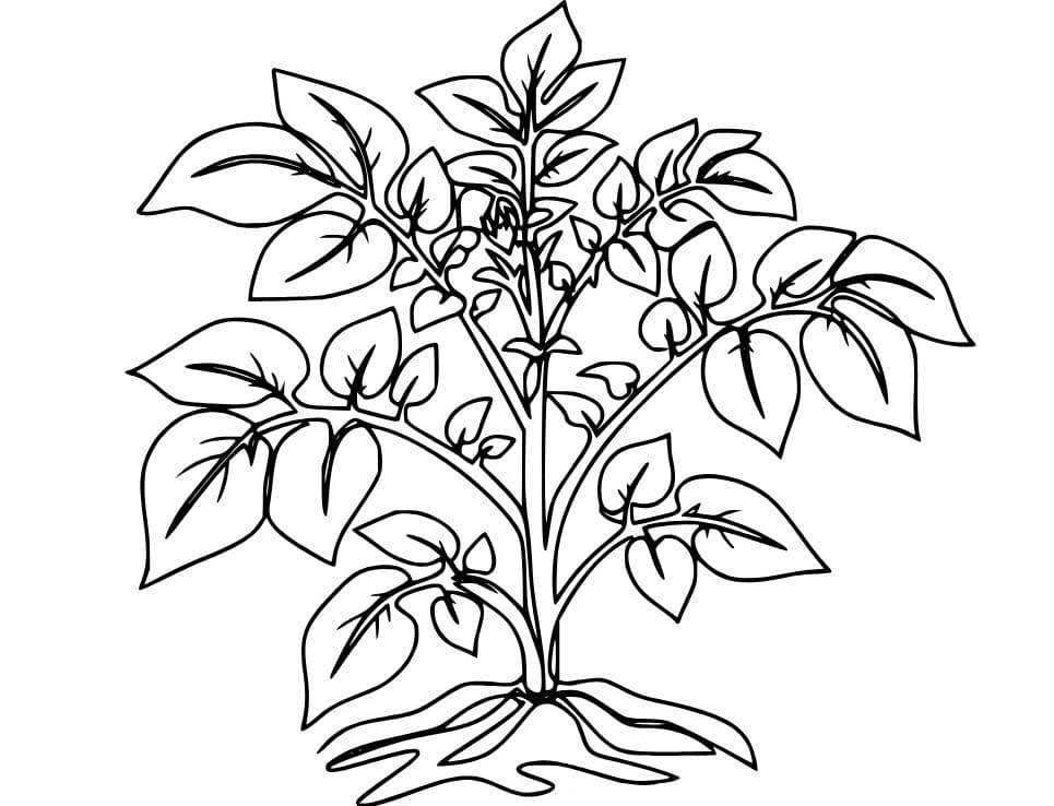 Kolorowanka Ziemniaki wydruku