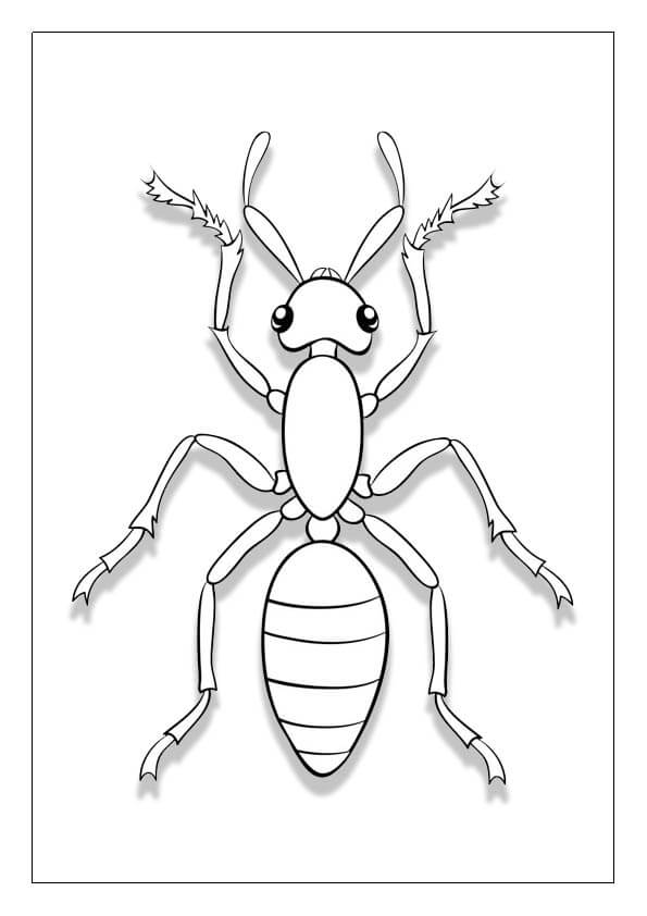 Kolorowanka Mrówki 1