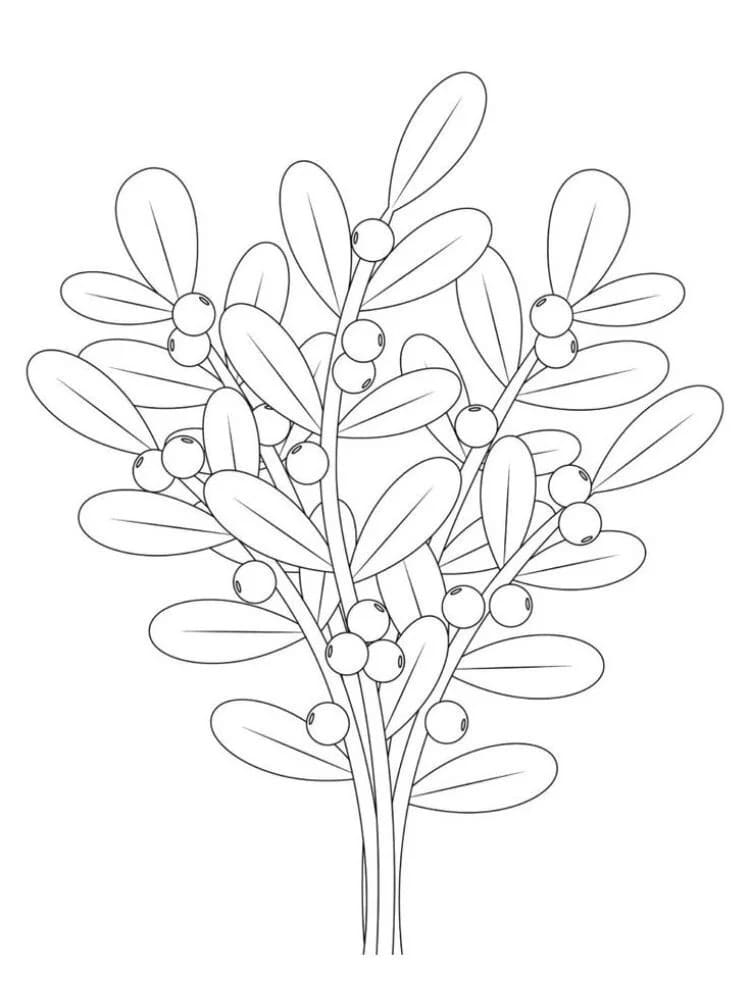 Kolorowanka Narysuj Jemioła bezpłatny dla dzieci