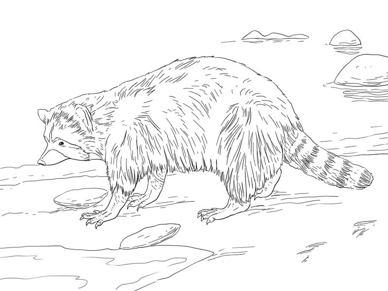 Kolorowanka Narysuj Szop Pracz bezpłatny łatwy