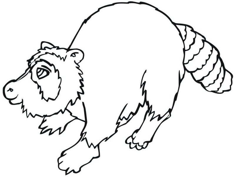 Kolorowanka Narysuj Szop Pracz bezpłatny prosty