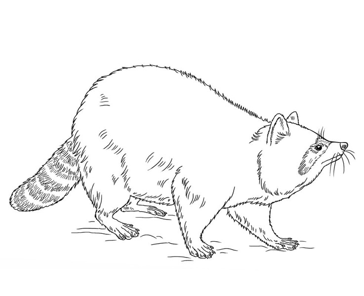 Kolorowanka Szop Pracz bezpłatny łatwy